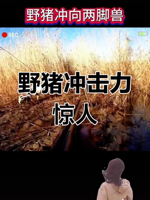 野猪冲进江苏电视台;江苏 野猪