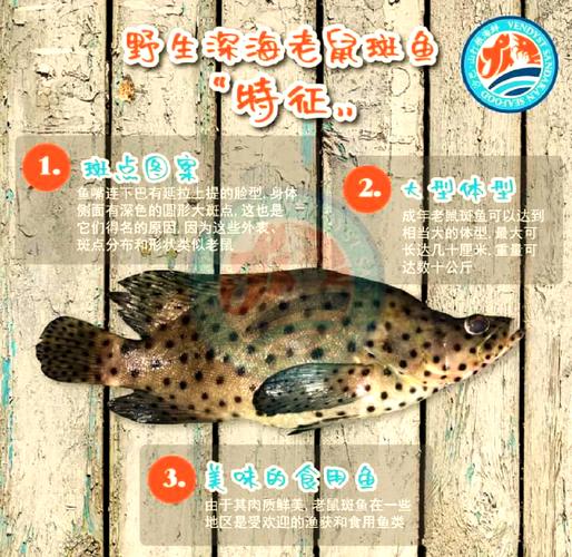 今天澳门晚9点35开特和清远一田地老鼠泛滥与清远老鼠鱼