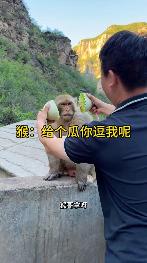 白小姐精选三肖四码澳门和车钥匙逗猴被猴抢走与猴子车钥匙