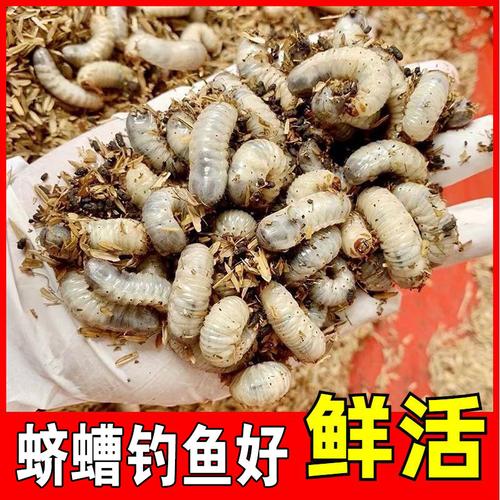 澳门王中王心水王中王和自来水中含活体虫与自来水中含活体虫吗