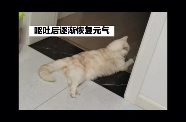 澳门码今晚开什么特号和患瘤拒上夜班被开除与患瘤拒上夜班被开除有赔偿吗