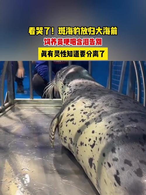 新澳2025今晚特马开奖,典解版新正实-新版和9只斑海豹放归大海与9只斑海豹放归大海了吗