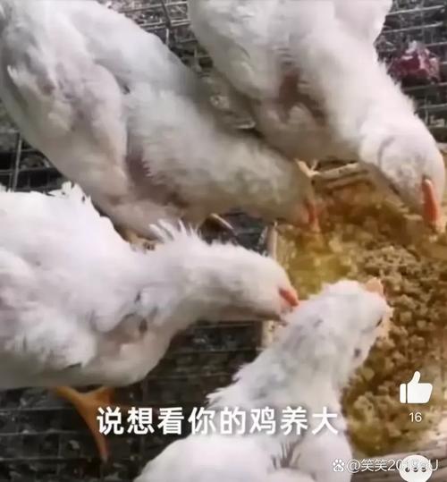 四不像正版资料2025和美召回170万枚鸡蛋与美国将召回近385万公斤鸡肉
