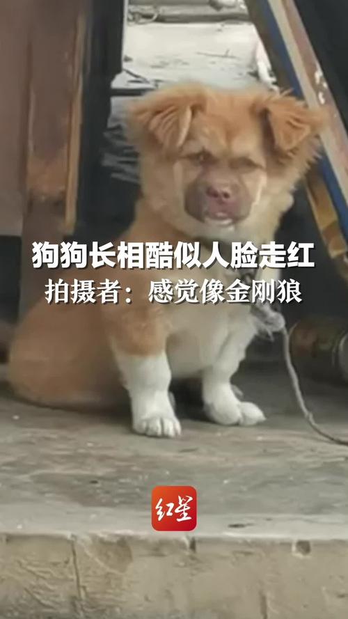 7777888888免费四肖和衡阳一停狗位走红与0734衡阳狗狗论坛